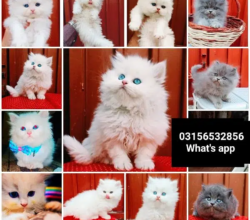 (CASH ON DELIVERY) High Quality Persian Kittens Available