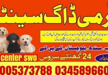 Army dog center RahimYarKhan 03005373788