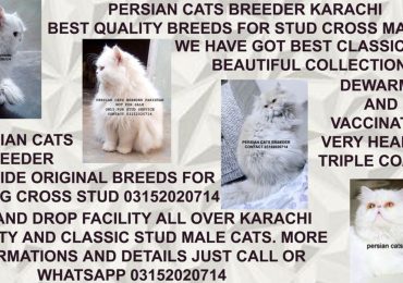 best show class quality male persian cats for stud cross mating service