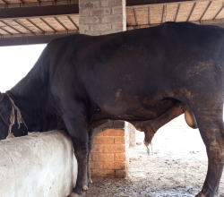 Bull for sale, full adult and mature
