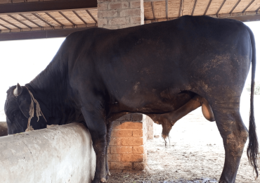 Bull for sale, full adult and mature