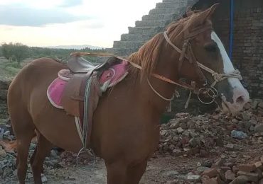 female horse for sale in Attock Pakistan