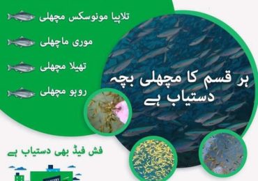 Fish feed and fish for sale